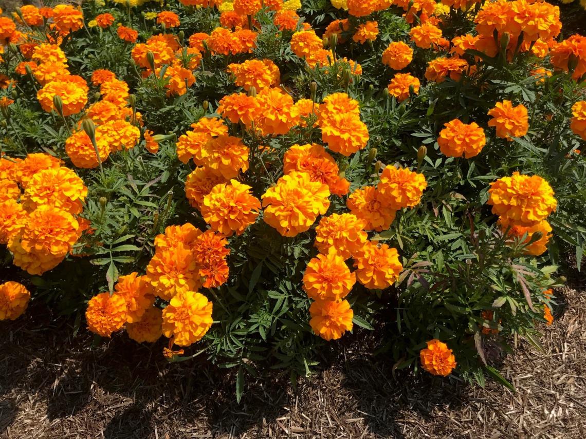 Calendula officinalis - Contact The Anastasia Care Trust